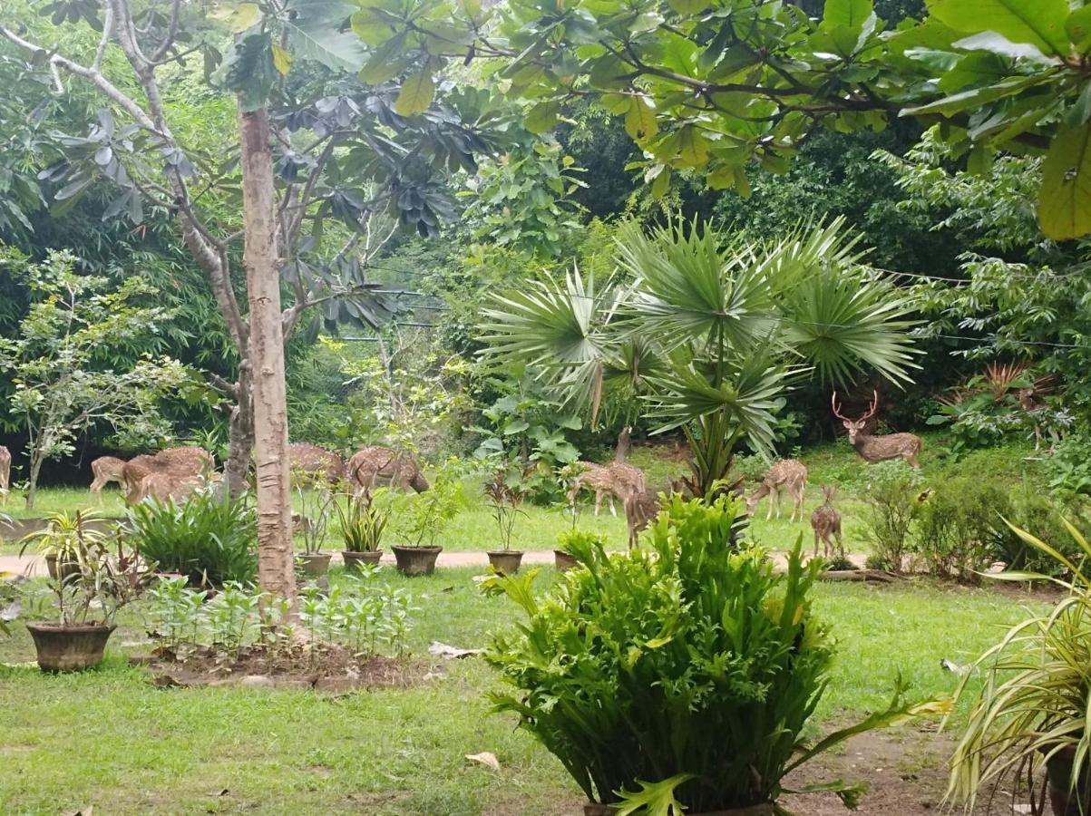 Deer Garden Guest Hotel โปลอนนารูวา ภายนอก รูปภาพ