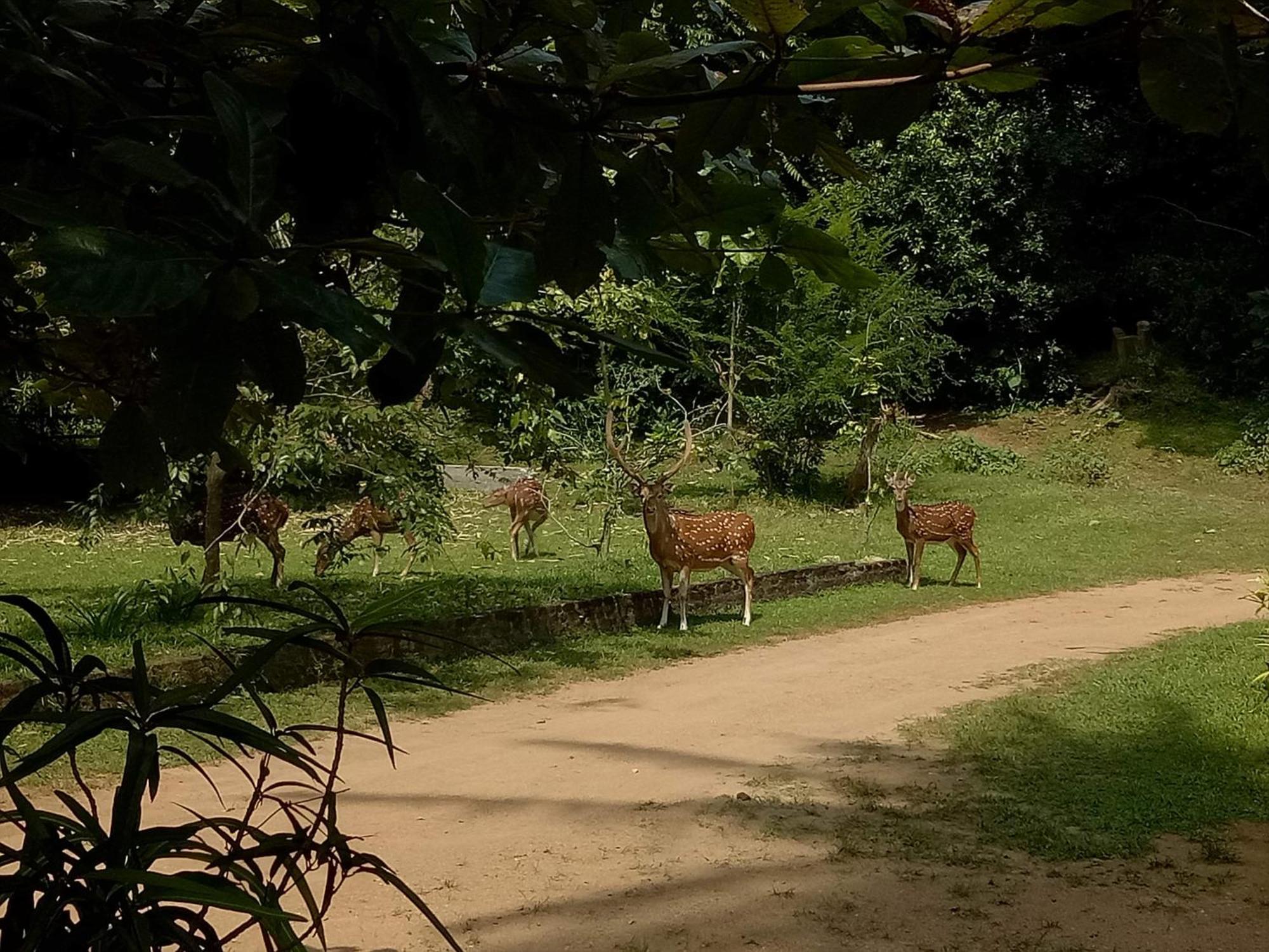 Deer Garden Guest Hotel โปลอนนารูวา ภายนอก รูปภาพ